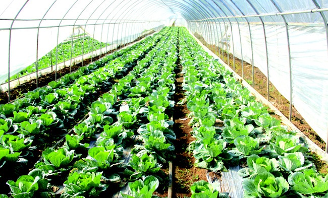 Nông nghiệp Hà Giang hướng tới sản xuất hàng hóa - Ảnh 2.