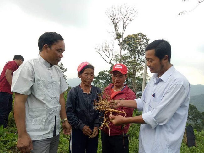 Quảng Nam: Cây dược liệu xóa đói nghèo cho đồng bào vùng biên - Ảnh 1.