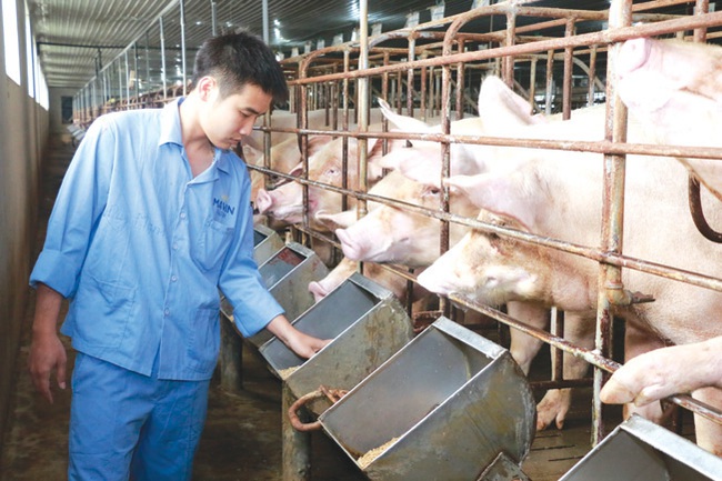 Chăn nuôi lợn, nơi nào đủ điều kiện mới nên tái đàn - Ảnh 2.