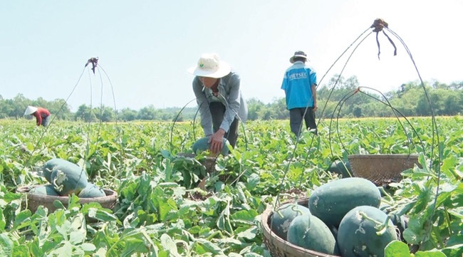 Xuất khẩu trái cây sang Trung Quốc, Bộ Công Thương khuyến cáo gì? - Ảnh 1.