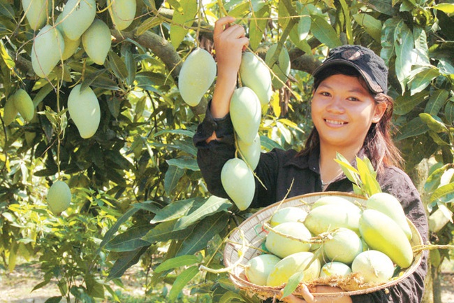 Xuất khẩu trái cây chính ngạch vẫn sang Trung Quốc thuận lợi - Ảnh 1.