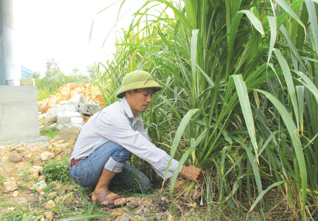 Có vốn Agribank, 7X đầu tư trang trại chăn nuôi, thu 2 tỷ/năm - Ảnh 2.