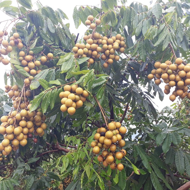 Yên Châu: Hỗ trợ nông dân đa diện, nhiều chiều - Ảnh 3.