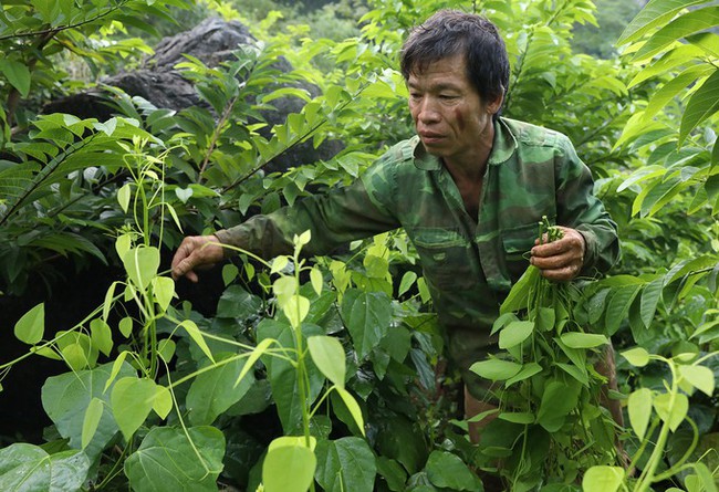 Người dân Lạng Sơn 'thuần hoá' rau rừng thành đặc sản - Ảnh 6.