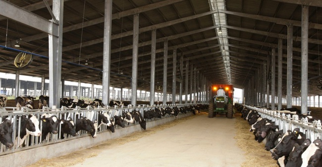 Quảng Ninh hợp tác với TH True Milk làm dự án bò sữa và chế biến sữa hơn 2.568 tỷ đồng - Ảnh 2.