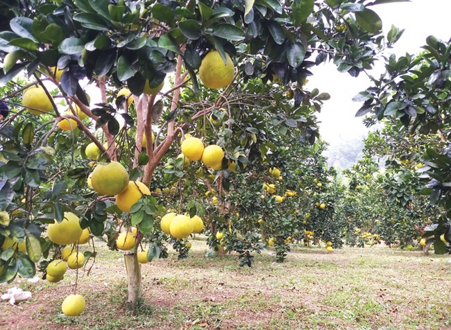 Triệu phú gà công nghệ cao trong &quot;thâm sâu, cùng cốc&quot; - Ảnh 5.