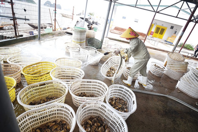 Cận cảnh quy trình nuôi hàu ngon nhất Việt Nam - Ảnh 7.