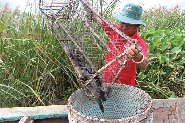 Mùa &quot;lũ đẹp&quot; An Giang: Cá tôm về nhiều, mỗi đêm có gần 1 triệu - Ảnh 1.