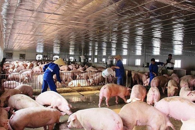 Cổ phiếu ngành chăn nuôi có hưởng lợi khi giá lợn phục hồi? - Ảnh 1.