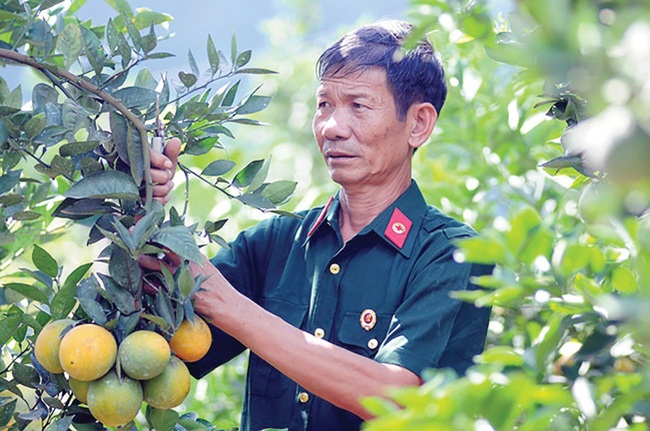 Trồng cam lòng vàng nơi heo hút, đút túi gần 1 tỷ đồng mỗi năm - Ảnh 1.