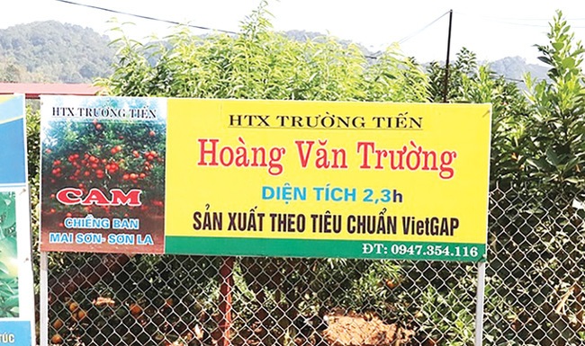 Trồng cam lòng vàng nơi heo hút, đút túi gần 1 tỷ đồng mỗi năm - Ảnh 2.