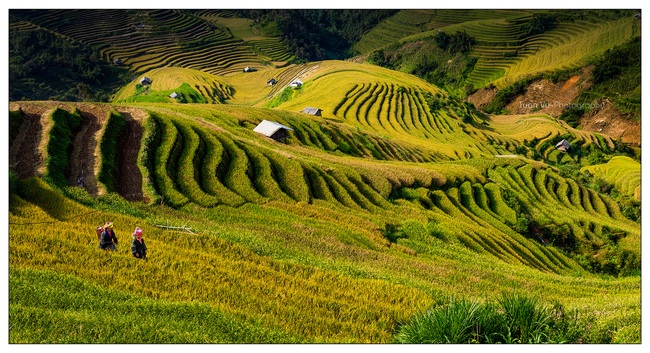 Ruộng bậc thang Mù Cang Chải trở thành Di tích quốc gia đặc biệt - Ảnh 1.