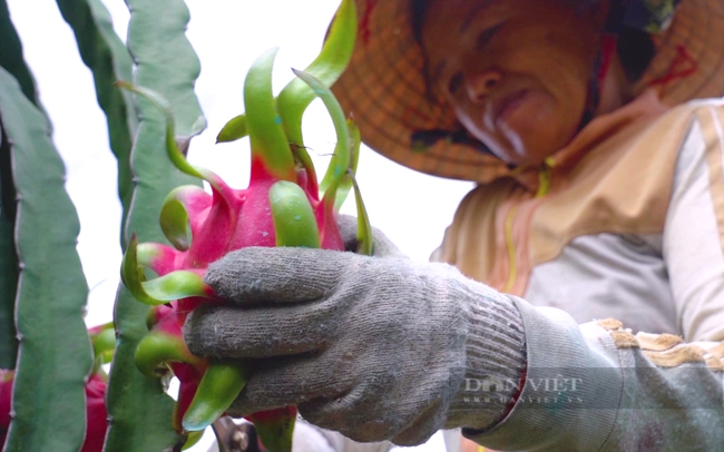 Nhiều vườn thanh long nghịch vụ của nông dân huyện Hàm Thuận Bắc, Bình Thuận đã bắt đầu thu hoạch. Ảnh: Trần Khánh