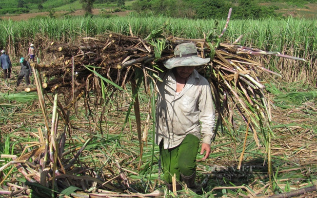 Nông dân thu hoạch mía ở tỉnh Phú Yên. Ảnh: T.L