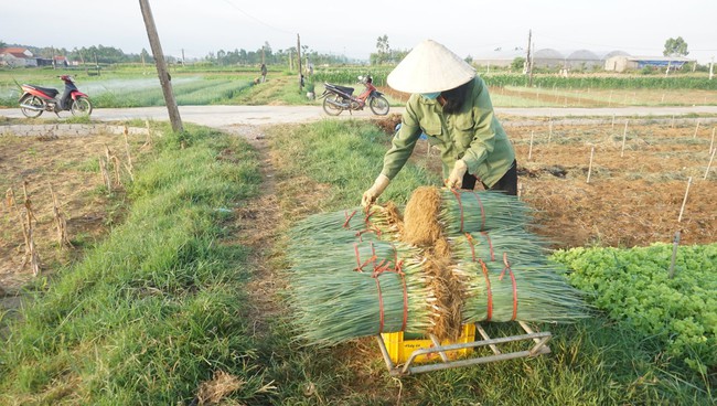 Nghệ An: Giá hành lá tăng mạnh, nông dân phấn khởi ra đồng thu hoạch dù thời tiết nắng 40 độ C - Ảnh 3.