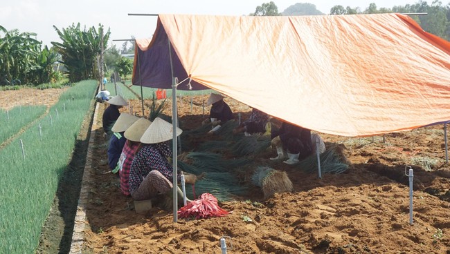 Nghệ An: Giá hành lá tăng mạnh, nông dân phấn khởi ra đồng thu hoạch dù thời tiết nắng 40 độ C - Ảnh 4.