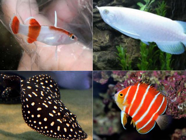 Top 4 loại siêu cá cảnh đắt nhất thế giới - bong339.com
