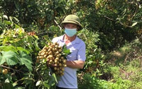 Sơn La: “Thủ lĩnh nông dân” bản Hua Đán có 25ha đất trồng đủ thứ cây ăn quả, riêng trồng nhãn thu về 2 tỷ/năm