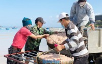 Quảng Ngãi: Hàng trăm ghe, thuyền vớt trúng "lộc biển" đỏ au, cá khoai tươi rói, bán được giá