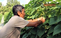 Trồng cây dây leo lấy trái làm rau, giá bỗng tăng gấp đôi, cứ 3 công đất, nông dân Hậu Giang lời khỏe 100 triệu
