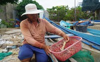 Dân nơi này ở Khánh Hòa đi săn loài tôm gì búng tanh tách bán ra chợ kiếm gần 500 ngàn đồng/ngày?