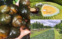 Trồng mít Thái kết hợp nuôi ốc bươu đen đặc sản giúp nông dân giảm bớt thất thu khi giá mít rẻ bèo