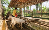 Nông dân trẻ ở Lâm Đồng rủ nhau nuôi dê lai, nuôi cặp dê vài ba tháng là có chục triệu
