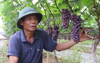 Video: Mô hình trồng nho Hạ Đen quả sai lúc lỉu, thu hàng trăm triệu ở huyện Sông Mã, tỉnh Sơn La