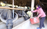 Rét run cầm cập, dân một nơi ở Phú Thọ đang tính nấu cháo nóng cho trâu, bò ăn ấm bụng