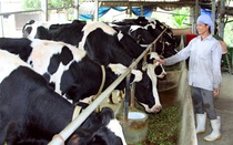 Liên kết bò sữa theo chuỗi: Cả doanh nghiệp, nông dân đều "khỏe"