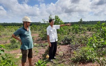 Quảng Trị: Hàng trăm ha rừng bị bỏ hoang lãng phí trong khi dân thiếu đất sản xuất