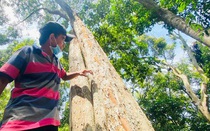 "Báu vật" của làng này ở tỉnh Quảng Ngãi là một khu rừng già âm u, chỉ có 7ha mà đầy cây cổ thụ