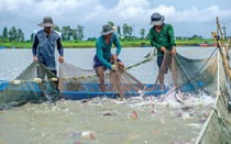 Tìm kiếm giải pháp xử lý ô nhiễm môi trường ao nuôi cá tra tại Đồng Tháp