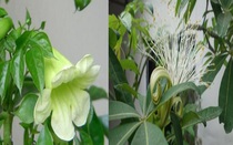 3 cây cảnh trong phòng khách hiếm khi nở hoa, nếu nở hoa báo hiệu tài lộc đến gần