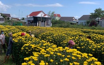  Khánh Hòa: Hoa cúc "chân dài tới nách" hút hàng cận dịp Tết 