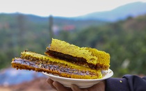 Một ông nông dân Bắc Giang "dụ" ong lên rừng hút mật, tạo ra thứ mật ngọt ngào đặc biệt