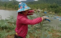 Tâm tư, kiến nghị gửi Thủ tướng: Mong có thêm chính sách hỗ trợ nông dân để trồng rừng, bảo vệ, phát triển rừng