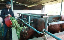 Tâm tư, kiến nghị gửi Thủ tướng: Tổ chức lại hệ thống thú y, khuyến nông giúp nông dân yên tâm sản xuất
