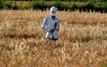 Ấn Độ cấm xuất khẩu lúa mì, Mỹ - châu Âu lo lắng