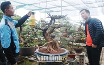 Trồng cây cảnh bonsai ghép gỗ lũa, ở làng này của Nam Định ra ngõ gặp tỷ phú