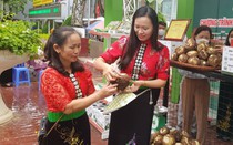 44 điểm cầu trong nước, quốc tế theo dõi Festival 
trái cây lớn nhất từ trước đến nay tại Sơn La