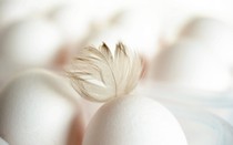 Máy phát hiện giới tính của gà từ trong trứng: 'Kỳ tích' công nghệ chăn nuôi 2022