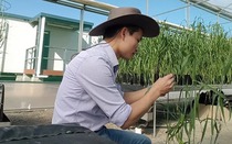 Tiến sĩ trẻ người Việt ở Sydney tạo bước đột phá chống bệnh gỉ sắt ở lúa mạch