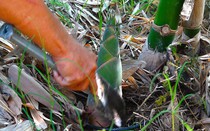Bình Thuận: Trồng thứ cây chỉ thấy thân với lá, quanh năm mầm non đội đất mà lên cắt bán bao nhiêu cũng hết