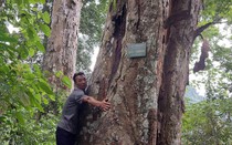 Cận cảnh rừng nghiến cổ thụ nghìn năm tuổi, thân to 6 người ôm nơi địa đầu Tổ quốc 