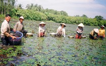 Vĩnh Long: Trồng ấu Đài Loan thu hoạch quanh năm, ra ruộng mò củ là có tiền