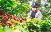 Mỹ bất ngờ tăng mua cà phê của Việt Nam, giá cà phê xuất khẩu tăng mạnh