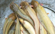 Nuôi cá trê vàng đặc sản trong ruộng lúa, nông dân Kiên Giang bắt lên nhiều người muốn mua