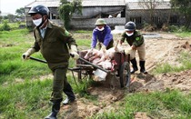 Chỉ một tuần mà hơn 1.300 con lợn bị tiêu hủy do dịch tả lợn châu Phi ở Ninh Bình