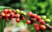 Giá cà phê ngày 29/12: Cà phê trong nước vọt lên 70.000 đồng/kg, hai sàn quốc tế cà phê tăng là tất nhiên rồi